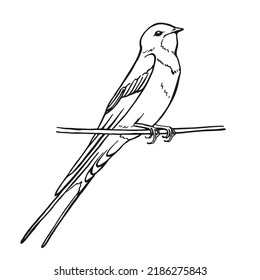 Swallow. Hand drawn illustration converted to vector.