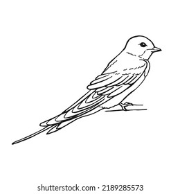 Swallow. Hand drawn illustration converted to vector.