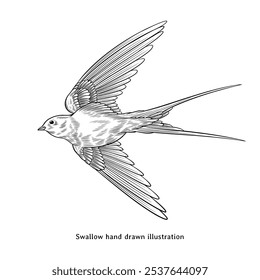 Swallow illustration. Swallow hand drawn illustration in vintage engraving style