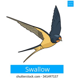 Swallow learn birds educational game vector illustration