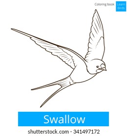 Swallow learn birds educational game vector illustration