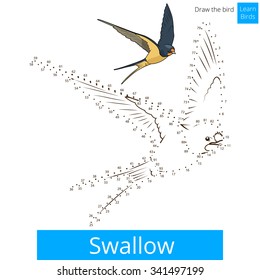 Swallow learn birds educational game learn to draw vector illustration
