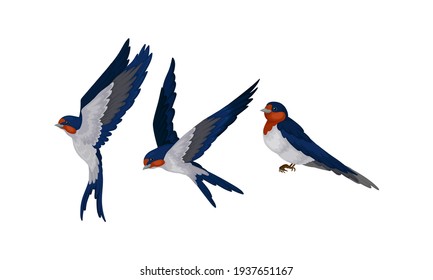 Swallow or Martin as Passerine Bird with Long Pointed Wings Vector Set