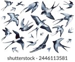 Swallow, martlet. Clear white sky, birds in a natural habitat. Barn swallow flying, wings spread. Hirundo rustica on white background. Wildlife. Tattoo design, watercolor art, set, wild animals, free