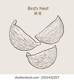 Swallow nest raw material cuisine expensive food for healthy. Bird's nest 燕窝. Traditional raw material. Healthy food. Vector Illustration.