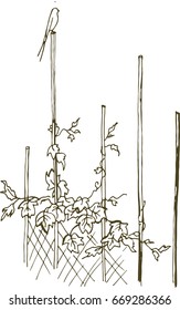 
Swallow on the fence