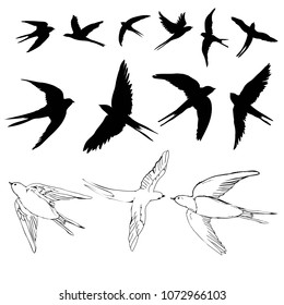 swallow sketch and silhouette, set, vector, illustration.