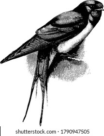 Swallow is a small bird with dark, glossy-blue back, red throat, pale underparts and long tail streamers in the family ?Hirundinidae., vintage line drawing or engraving illustration. 