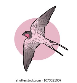 Swallow vector color decorative spring wild bird