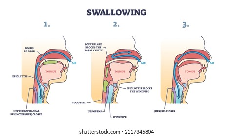 Swallowing process explanation with anatomical principle stages outline diagram. Labeled educational oral mechanism for eating and respiratory vector illustration. Medical epiglottis, bolus and UES.