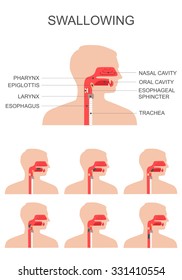 swallowing process, nose throat anatomy, medical illustration