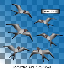 Swallows flying, Vector illustration, set of birds isolated on transparent background, 3D flying in the sky with carved tail with white chest and black wings birds soaring in the air, collection
