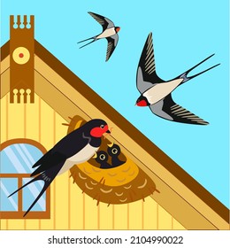 Swallow's nest under the roof of the house. A family of swallows feeds their chicks. Nature spring life illustration.