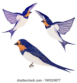 Swallows on white background. Set a are swallow and two flying swallows. Vector illustration with hand drawing birds.