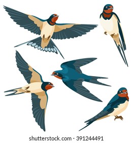 Swallows on white background / Three are two sitting swallows and three flying swallows in cartoon style
