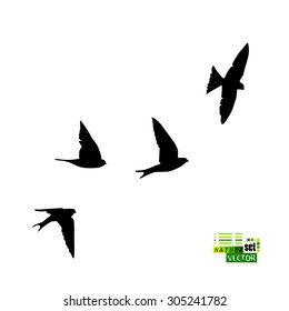 Swallows silhouette. Vector