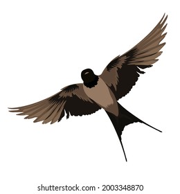 Swallows vector stock illustration. A bird in flight. Wings and feathers. Isolated on a white background.