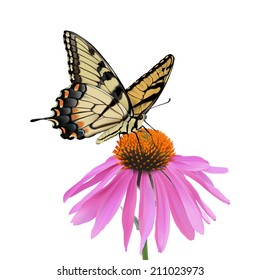 Swallowtail Butterfly and Coneflower Photo-realistic hand drawn vector illustration of an Eastern Tiger Swallowtail Butterfly sipping nectar from a coneflower  (white background).