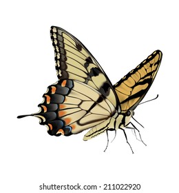 Swallowtail Butterfly - Papilio glaucus Photo-realistic hand drawn vector illustration of an Eastern Tiger Swallowtail Butterfly, on white background.