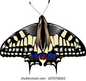 swallowtail butterfly vector art