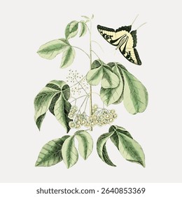 Swallowtail butterfly, vintage animal illustration isolated on white, vector. 