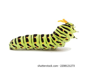 Swallowtail caterpillar or Papilio Machaon on a white background