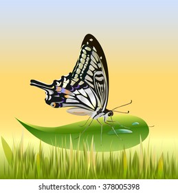 Swallowtail Maak 2