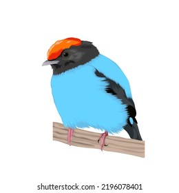 Swallow-tailed Manakin bird vector illustration 