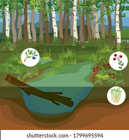 Swamp biotope with pond, blueberry, cranberry  and sphagnum moss