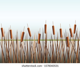 
Swamp canes Water Reed Plant Cattails Green Leaf Grass in Swamp,Lake and River graphic vector