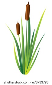 Swamp canes Water Reed Plant Cattails Green Leaf Grass Environment Swamp, Lake and River. Vector illustration Web site page and mobile app design.