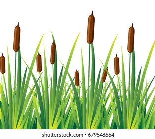 Swamp canes Water Reed Plant Cattails Green Leaf Grass Environment Swamp, Lake and River. Vector illustration Web site page and mobile app design.