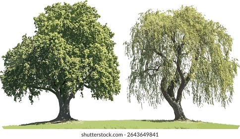 Pântano carvalho Quercus michauxii árvore recorte em luz do dia brilhante, salgueiro liso litoral Salix caroliniana isolado, ilustração vetorial, flora temperada, floresta de madeira de folhosas, vegetação de folha.