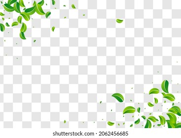 Swamp Foliage Abstract Vector Transparent Background Banner. Ecology Greens Backdrop. Lime Leaves Herbal Pattern. Leaf Fresh Poster.