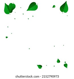 Swamp Foliage Abstract Vector White Background Banner. Transparent Leaves Plant. Forest Greens Wind Backdrop. Leaf Fly Branch.
