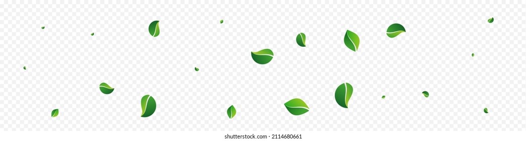 Swamp Foliage Blur Vector Panoramic Transparent Background. Herbal Greens Brochure. Forest Leaves Tea Poster. Leaf Organic Template.