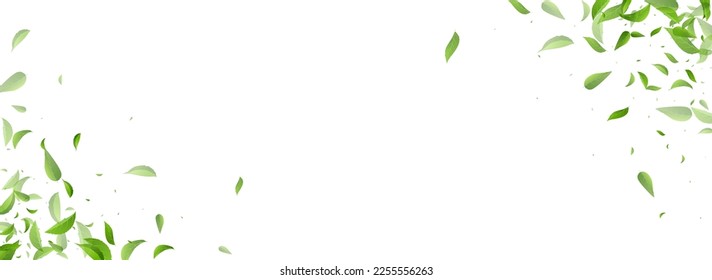 Swamp Foliage Blur Vector Panoramic White Background Backdrop. Swirl Leaf Template. Forest Greens Spring Branch. Leaves Fresh Brochure.