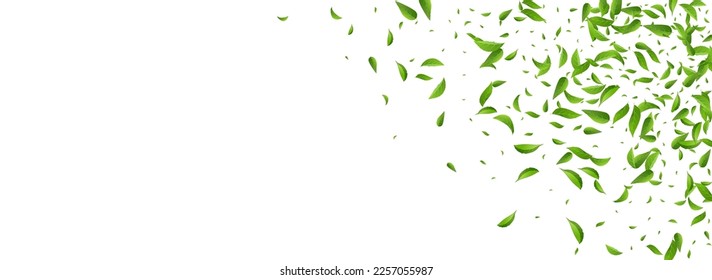 Swamp Foliage Ecology Vector Panoramic White Background Template. Tea Leaf Plant. Lime Leaves Fly Border. Greens Blur Backdrop.