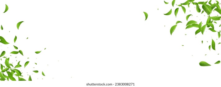 Swamp Foliage Ecology Vector Panoramic White Background Banner. Organic Leaf Illustration. Lime Greens Transparent Pattern. Leaves Flying Brochure.