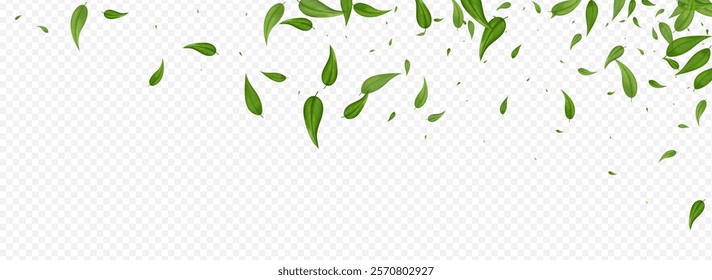 Swamp Foliage Ecology Vector Panoramic Transparent Background Branch. Abstract Leaf Brochure. Olive Leaves Tea Banner. Greens Organic Wallpaper.