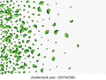Swamp Foliage Ecology Vector Transparent Background. Transparent Leaves Backdrop. Grassy Leaf Fly Wallpaper. Greens Tree Pattern.
