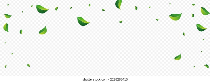 Swamp Foliage Fly Vector Panoramic Transparent Background. Motion Greens Template. Green Leaves Organic Backdrop. Leaf Spring Poster.