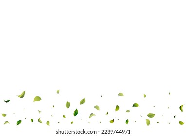 Swamp Foliage Fly White Vector Background Poster. Ecology Leaf Illustration. Forest Greens Falling Plant. Leaves Fresh Template.