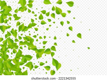Swamp Foliage Flying Vector Transparent Background Banner. Herbal Greens Brochure. Green Leaf Nature Plant. Leaves Tree Branch.