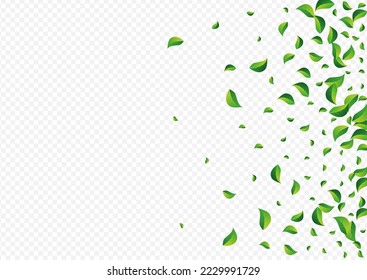 Swamp Foliage Flying Vector Transparent Background. Falling Leaves Backdrop. Olive Greens Spring Illustration. Leaf Swirl Banner.