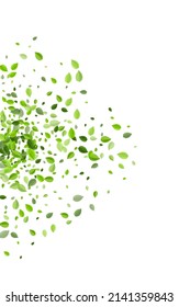 Swamp Foliage Flying Vector White Background. Fly Leaves Backdrop. Grassy Greens Motion Banner. Leaf Organic Border.