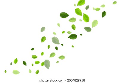 Swamp Foliage Forest Vector White Background Backdrop. Tea Leaves Pattern. Mint Greenery Nature Concept. Leaf Tree Poster.