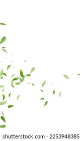 Swamp Foliage Fresh Vector White Background Pattern. Realistic Greens Template. Grassy Leaves Abstract Branch. Leaf Wind Border.