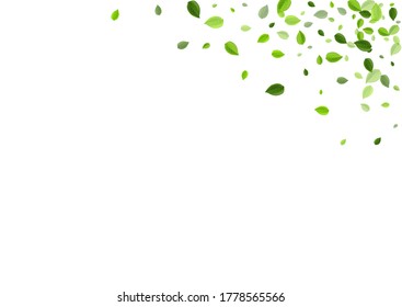 Swamp Foliage Herbal Vector Template. Ecology Leaves Branch. Forest Greens Tree Design. Leaf Spring Banner.
