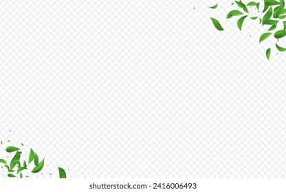 Swamp Foliage Herbal Vector Transparent Background Wallpaper. Ecology Leaves Banner. Olive Leaf Swirl Concept. Greens Fresh Poster.